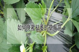 枇杷生长期使用农药须知