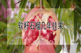 怎样使用棉花保苗剂