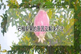 马铃薯卷叶病要及时预防