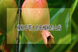 科学防治油菜缺素症状