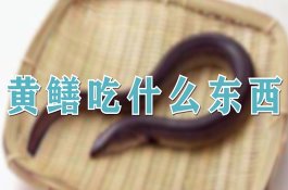 叶菜防治黄曲跳甲用药须知