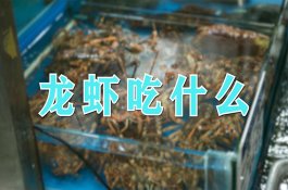 当前柑橘管理要点