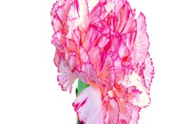 冬季防猪病毒性腹泻