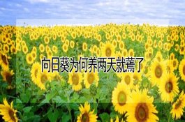 蔷薇花（玫瑰花）可以泡茶吗？