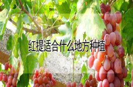 种植草菇质量好可选油菜籽壳