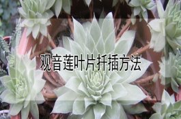 新夏玉米怎样储存好