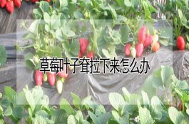 稻瘿蚊的科学防治方法