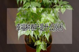 茄子僵苗的防治方法