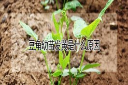 甲鱼生活在什么地方（如何人工饲养）