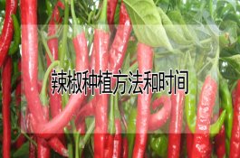 购买化肥的技巧