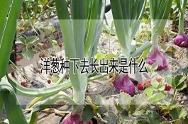 玉米间作黄瓜技术要点介绍