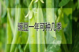 如何选购水稻良种