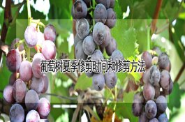 什么是银杏黑斑病