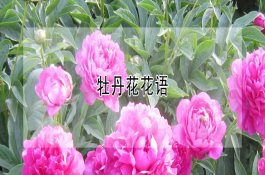 防治仔猪受凉得痢疾