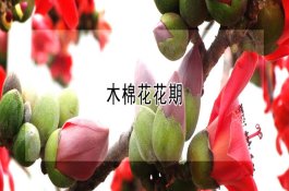 木棉花花期（详解）