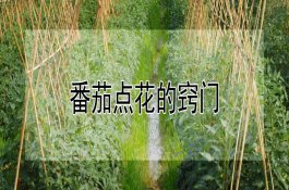 木耳菜蛇眼病防治要点