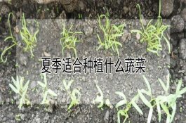 南瓜立枯病的发病特点 南瓜立枯病的发病特点