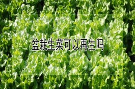 如何应对大豆田的难治杂草