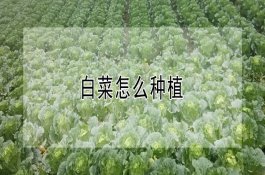 水稻的寒地栽培管理技术