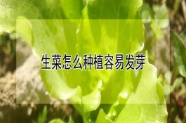 芝麻甘薯套种需注意事项 芝麻甘薯套种需注意事项