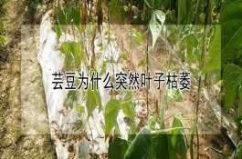 早稻前期的管理要点介绍
