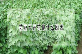 旱地使用除草剂的方法