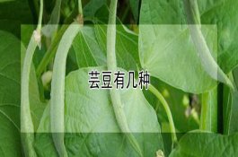 杀菌剂氢氧化铜的功效