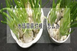 拱棚南瓜栽培需注意事项
