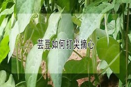 如何对苹果科学施肥