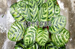 山楂丸可治疗仔猪腹泻