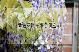 如何应对西兰花根巧病