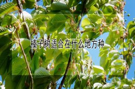 榛子树适合在什么地方种