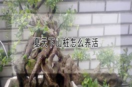 怎样应对番茄白粉病