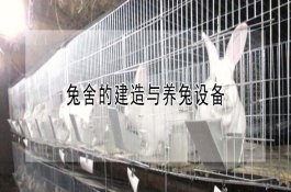 药剂防治水稻细菌性条斑病