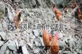 蔬菜田如何选用除草剂