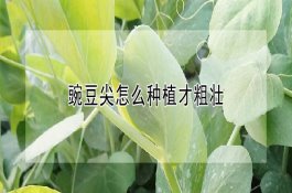 秋延迟蔬菜应防缺钙