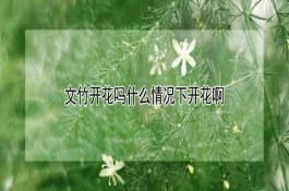 黑猪肉价格多少钱（养殖效益怎么样）