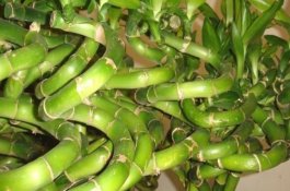 甘蔗锈病用什么药治效果好