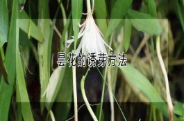 禾本科白玉米是转基因的吗（有什么功效与作用）