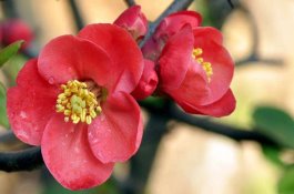 仔猪白痢克星―硫酸安普霉素药物