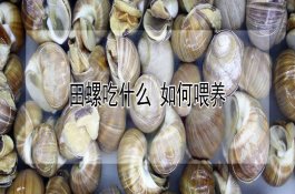 田螺吃什么（如何喂养）
