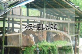 防治桃潜叶蛾怎样用药