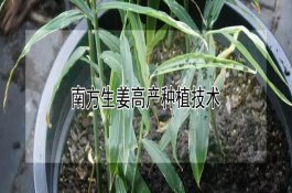 南方生姜高产种植技术（详解）