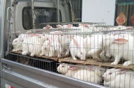 兔子怎么养？饲养环境、饲料与日常管理要点
