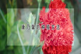 康乃馨的种植方法（详解）