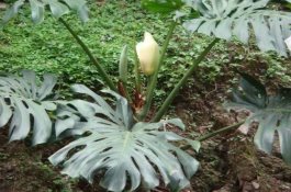 龟背竹什么时候开花（龟背竹养殖5-6年才可开花）