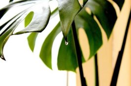 龟背竹有毒吗（龟背竹可以放入室内养吗）