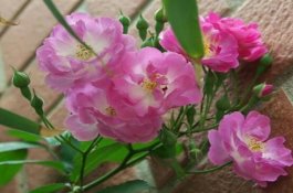 野蔷薇花（野蔷薇花特点）