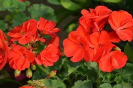 大豆生长对温度的要求