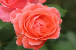 仔猪腹泻简易疗法